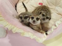 에덴 미어캣프랜즈