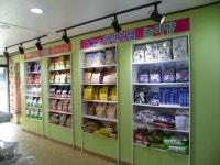 개 in 정 애견샵