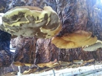 농업회사법인한국상황버섯