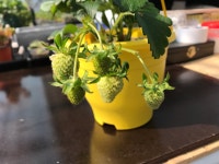 새터소망농원