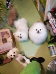 J 엣 야니 스타일