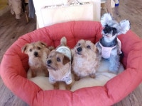 독스하트아카데미