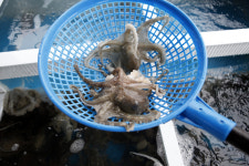 순돌이수산 활어직판장