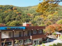 송이초심정