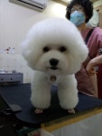 다온펫샵