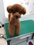 까가주개