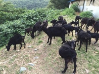 덕유농장