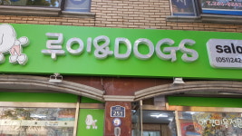 루이 앤 DOGS
