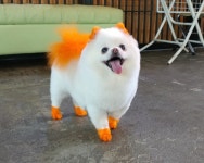 펫조이 별내 애견호텔 애견유치원