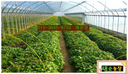 새순농장