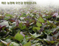 새순농장