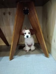 루비펫살롱 시흥점