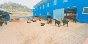 단풍흑염소 농장