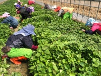 희정이네해남농장