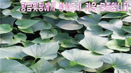 희정이네해남농장