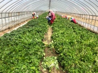 희정이네해남농장