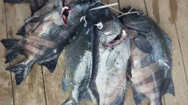 울릉아일랜드펜션