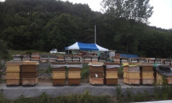 여디디야 양봉원