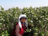 아로니아준베리농장