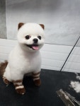 펫하우스
