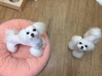 강아지는미용빨