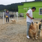 놀다가개