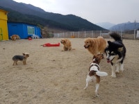 놀다가개