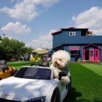 봉봉멍스쿨 애견유치원 애견호텔 애견미용