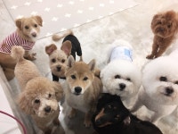 달중이네 펫호텔