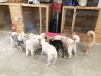 달중이네 펫호텔