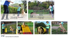에덴애견훈련학교