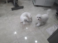 옥천애견미용