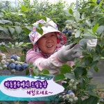 하동블루베리드림농장