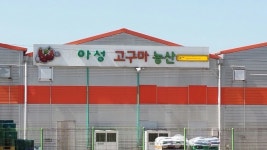 아성 고구마 농산