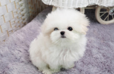 인천강아지분양 고양이분양 엘르펫