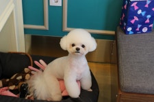 올댓그루밍앤퍼스널트리머