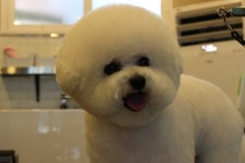올댓그루밍앤퍼스널트리머