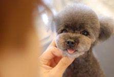 올댓그루밍앤퍼스널트리머