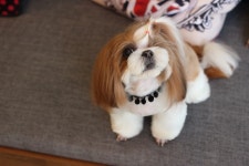 올댓그루밍앤퍼스널트리머