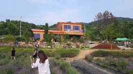 사라실라벤더시험재배단지