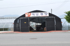 덕암토마토
