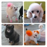 펫조이 별내 애견호텔 애견유치원