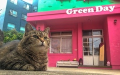 제주공항 게스트하우스 그린데이