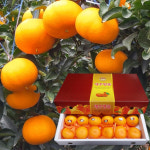 오부자감귤농장