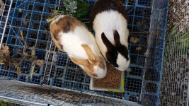 룩스글램핑앤팜안동펜션