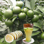 오부자감귤농장