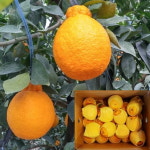 오부자감귤농장