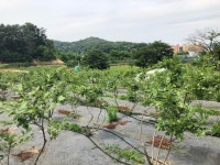 산새소리블루베리농장