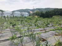 산새소리블루베리농장