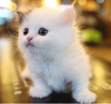 톰앤캣 광명고양이분양